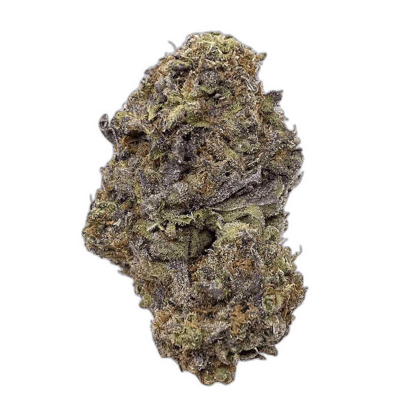 KAMIKAZI PAPAYA 1.JPG 707