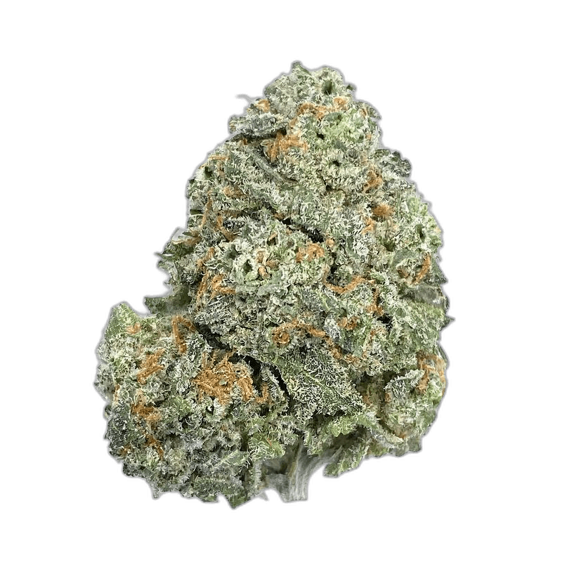 KAMIKAZI PINK GELATO 2.JPG 1929
