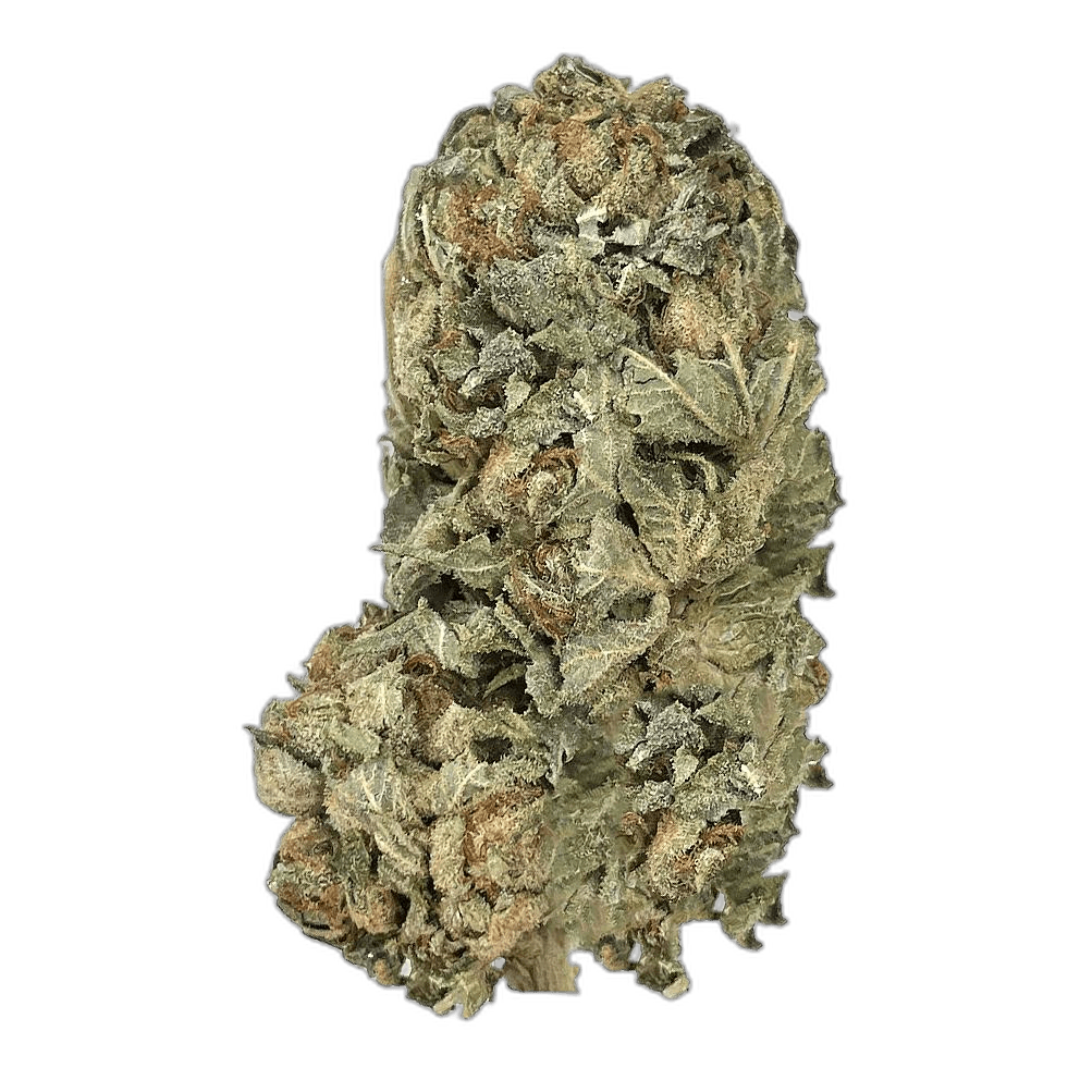 KAMIKAZI PURPLE KUSH 11.JPG 525