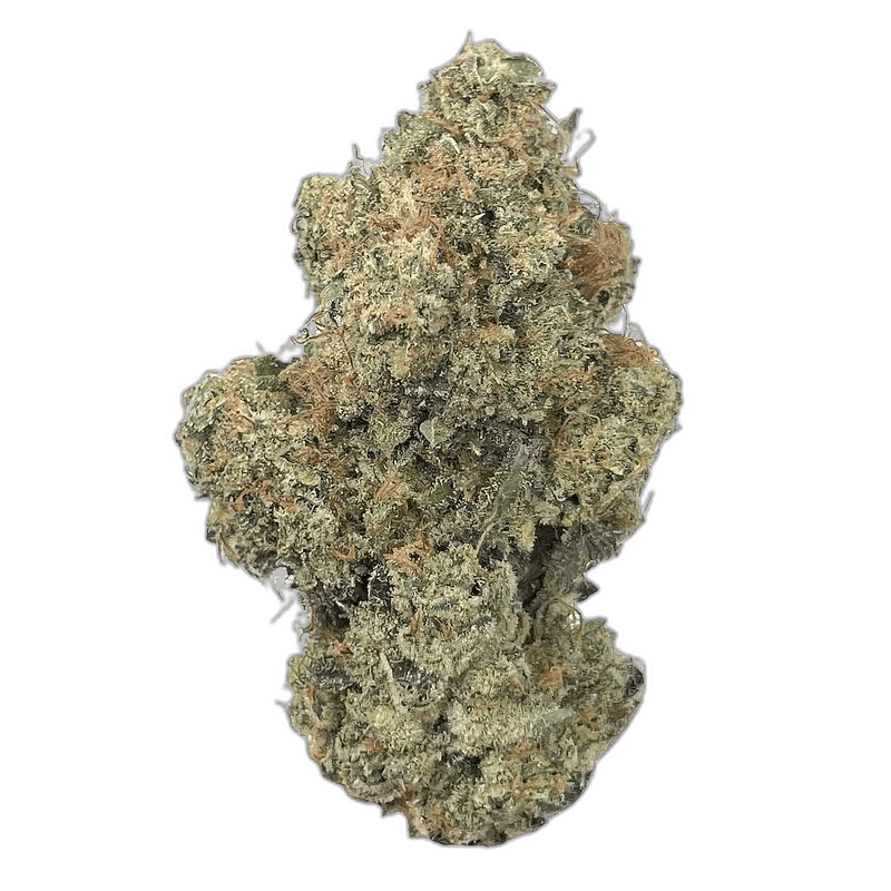KAMIKAZI SCOTTIES COOKIES 1.JPG 446