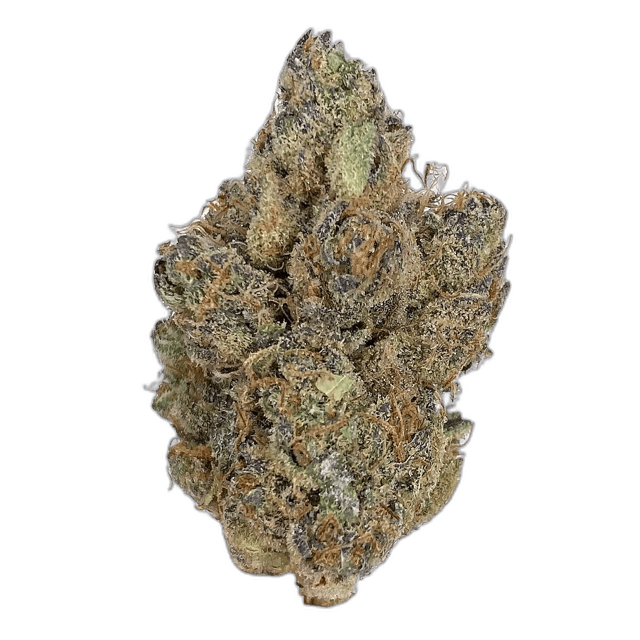 KAMIKAZI TROPICAL RUNTZ 1.JPG 458
