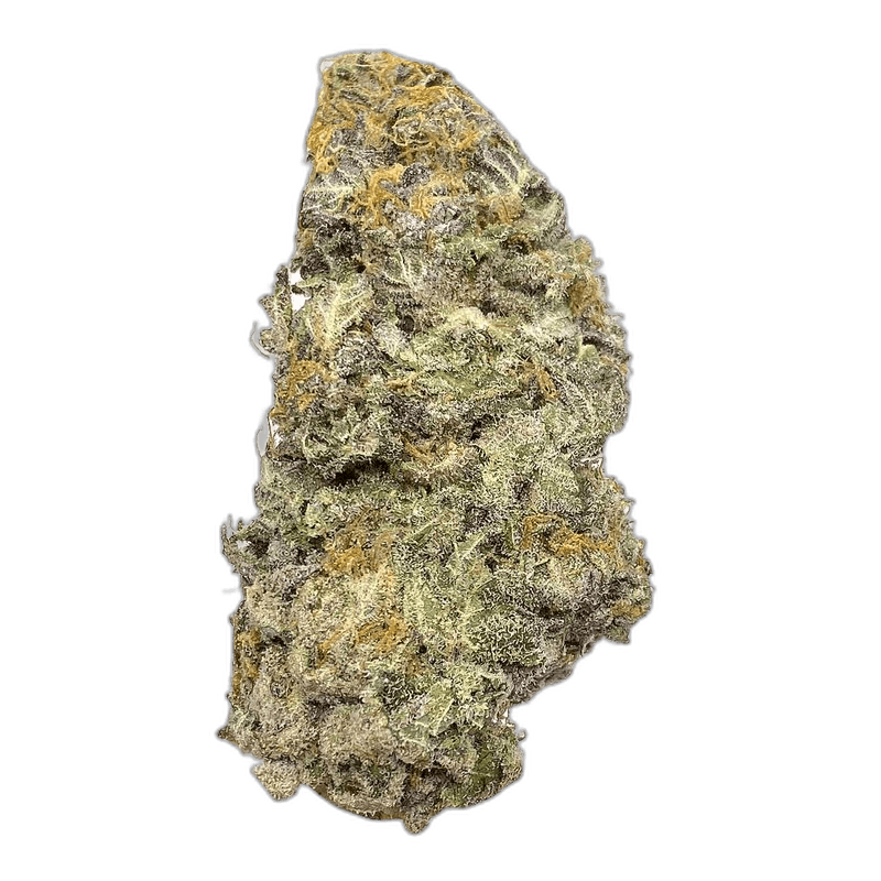 KAMIKAZI TWISTED MONKEY 2.JPG 585