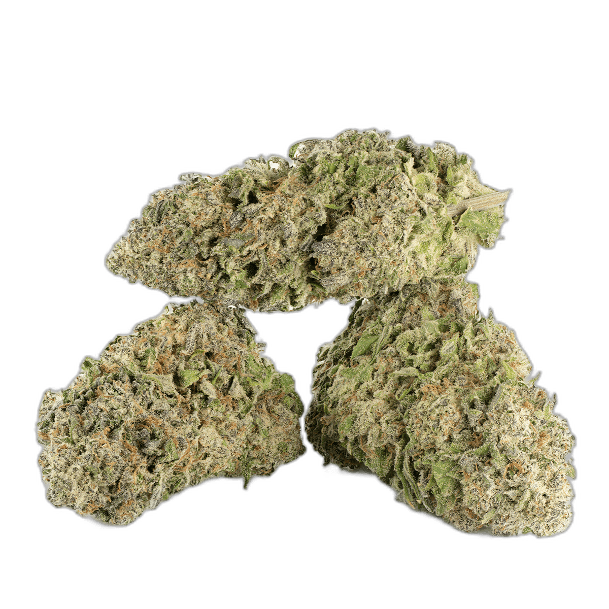 King Tut Strain Multi Shot
