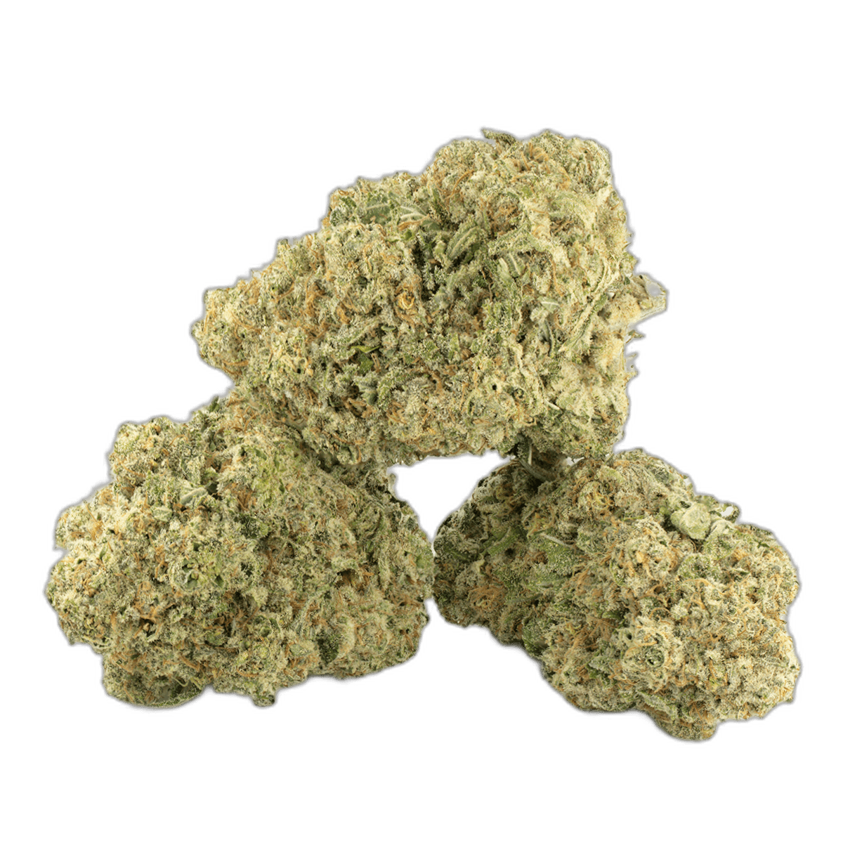 Moby Dick Strain Multi Shot