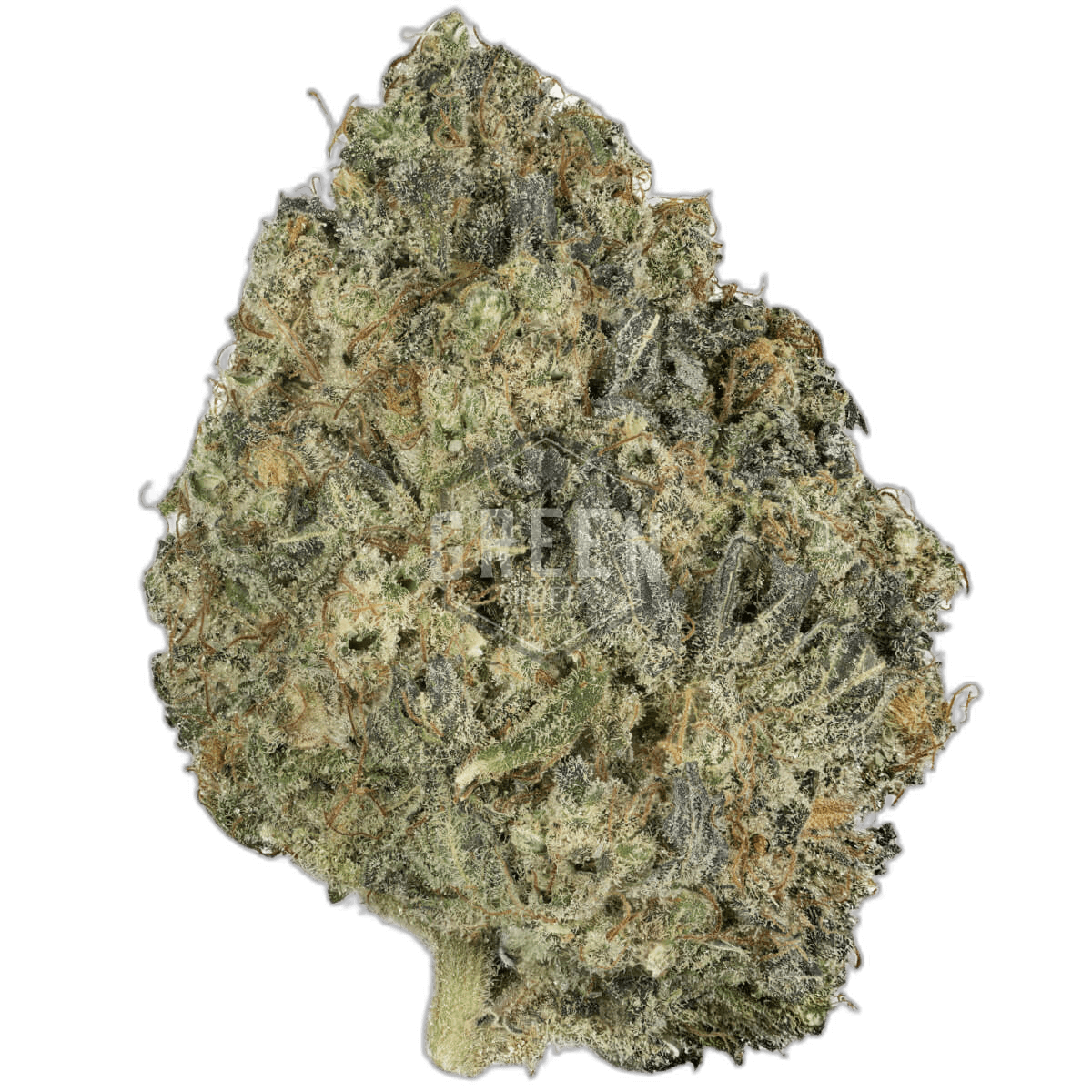 Northern Lights x Big Bud