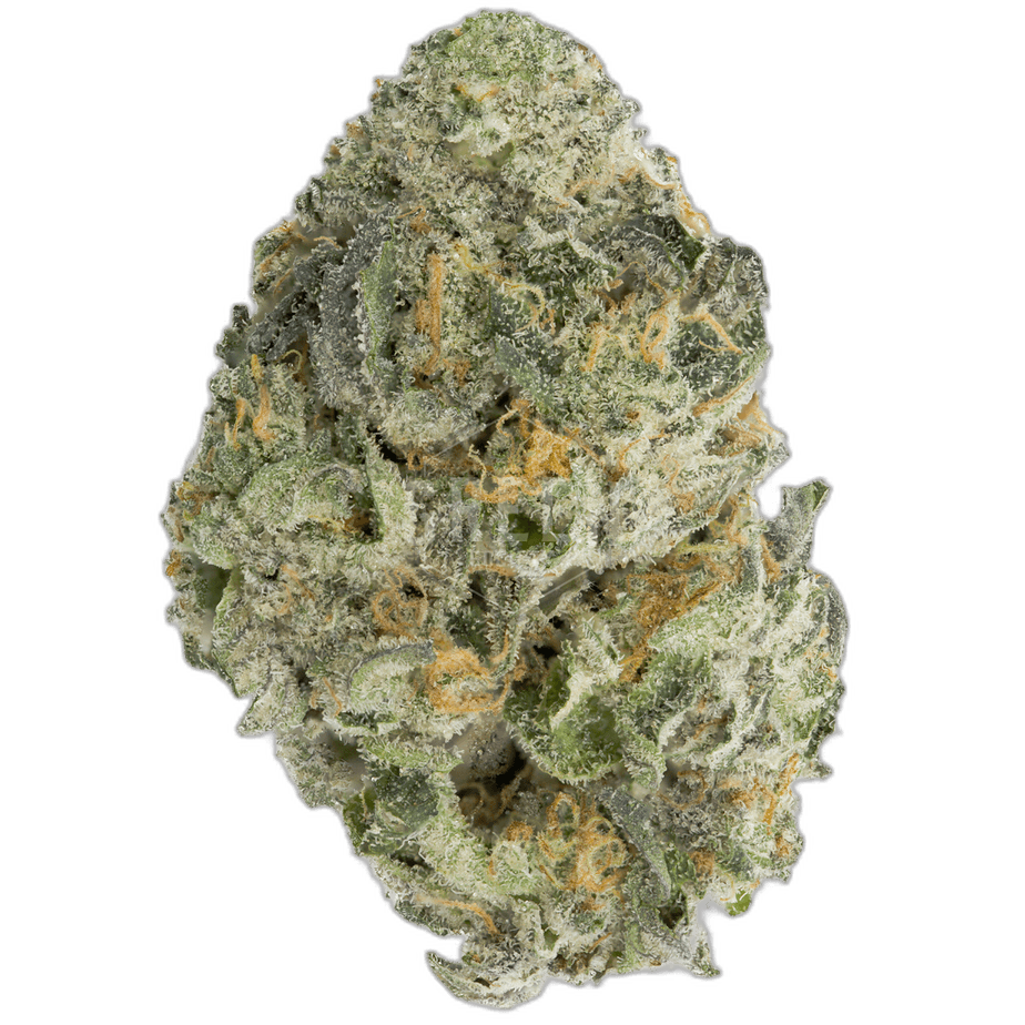 Sherbacio by Alien Labs