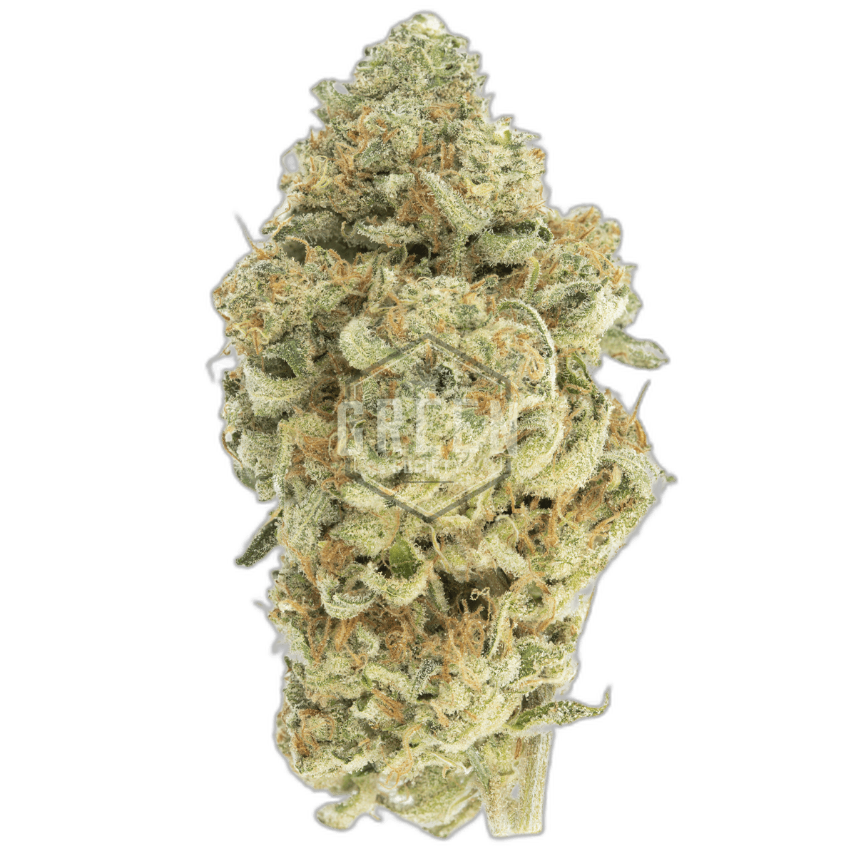 Space Queen by Vic High Growers