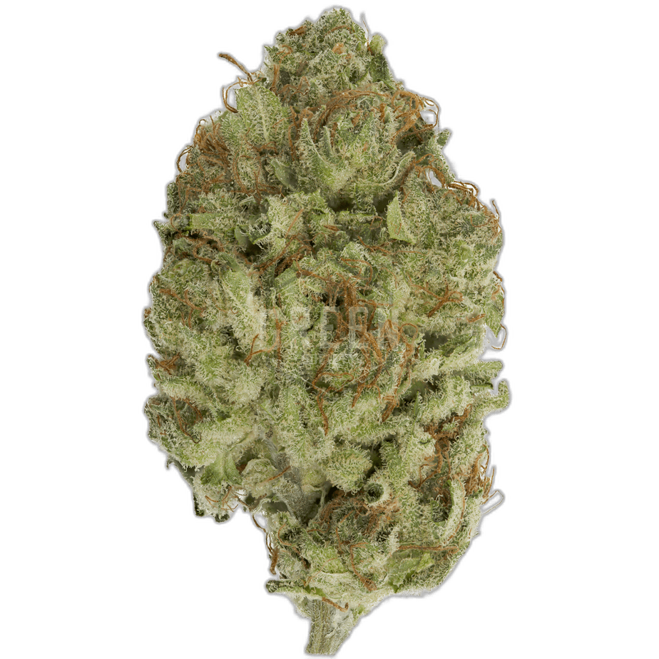 Violator Kush Strain