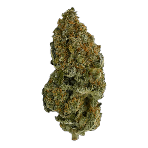 Blue Widow