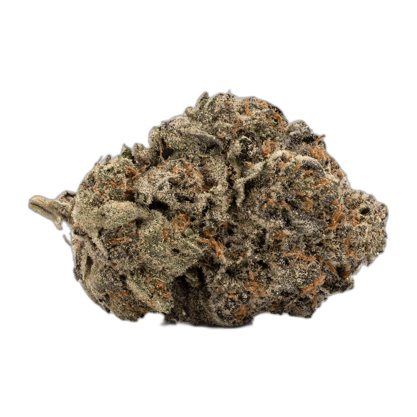 Biscotti strain