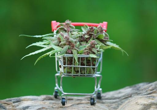 What is a Dispensary? A Beginner’s Guide to Cannabis Shops