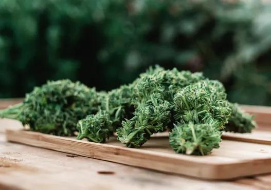 Zkittlez Hybrid: A Sweet and Euphoric Strain Guide