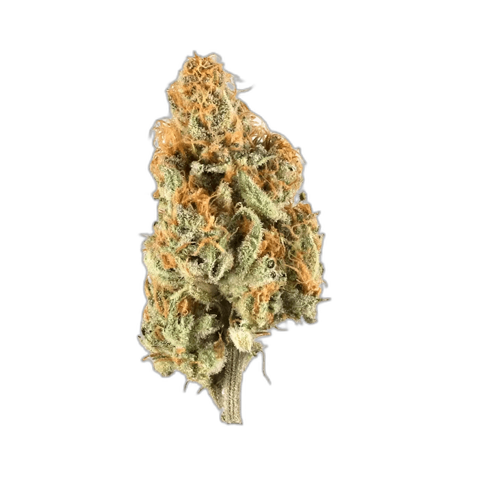 strain 21.png