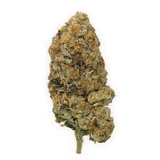 Amnesia Haze Sativa: A Deep Dive Into a Cerebral Strain