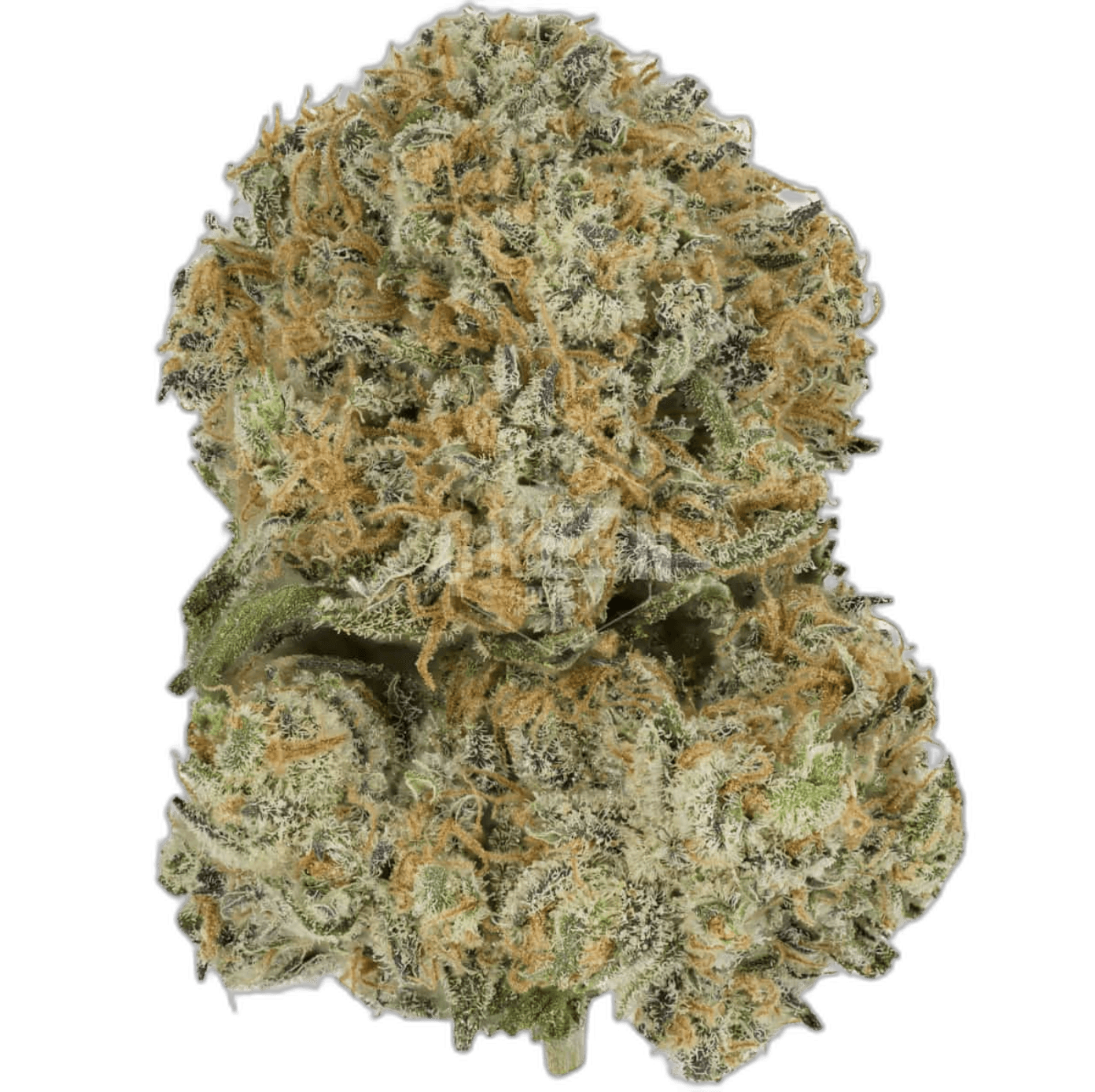 Heisenberg Badder 3.5G - Blue Gelato