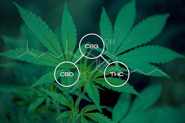 CBG in Weed: The Mother Cannabinoid Fully Explained