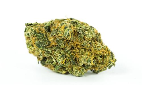 Swazi Gold Marijuana Strain Review: African Landrace