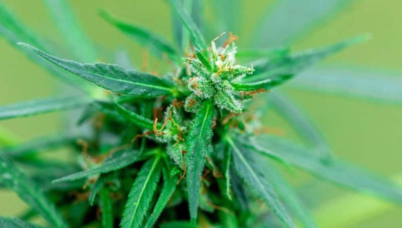 Incredible Hulk Weed Strain Review and Information