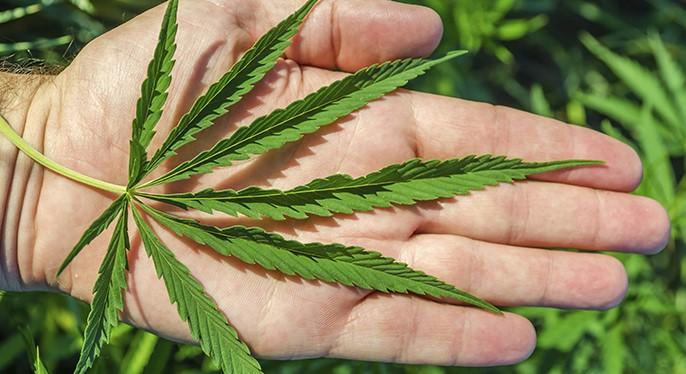 Medical Marijuana for Mitochondrial Disease
