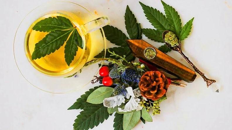 15 Terpenes in Cannabis Explained: A Budtender Guide
