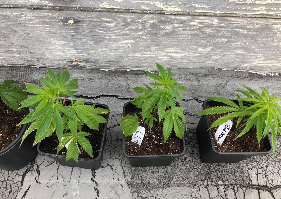 Cloning Cannabis: A Beginner Grower's Guide to Clones