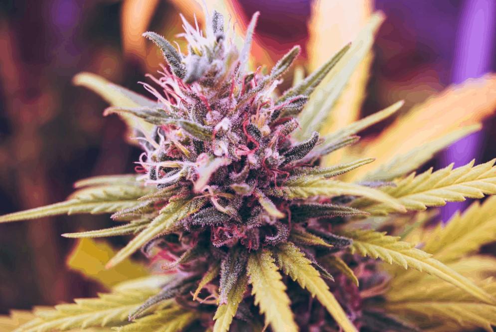 Feminized Seeds Guide: What They Are and How to Use