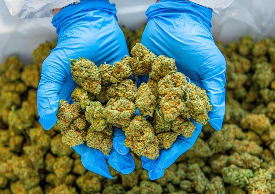 Weed Terms and Cannabis Slang Guide for Beginners