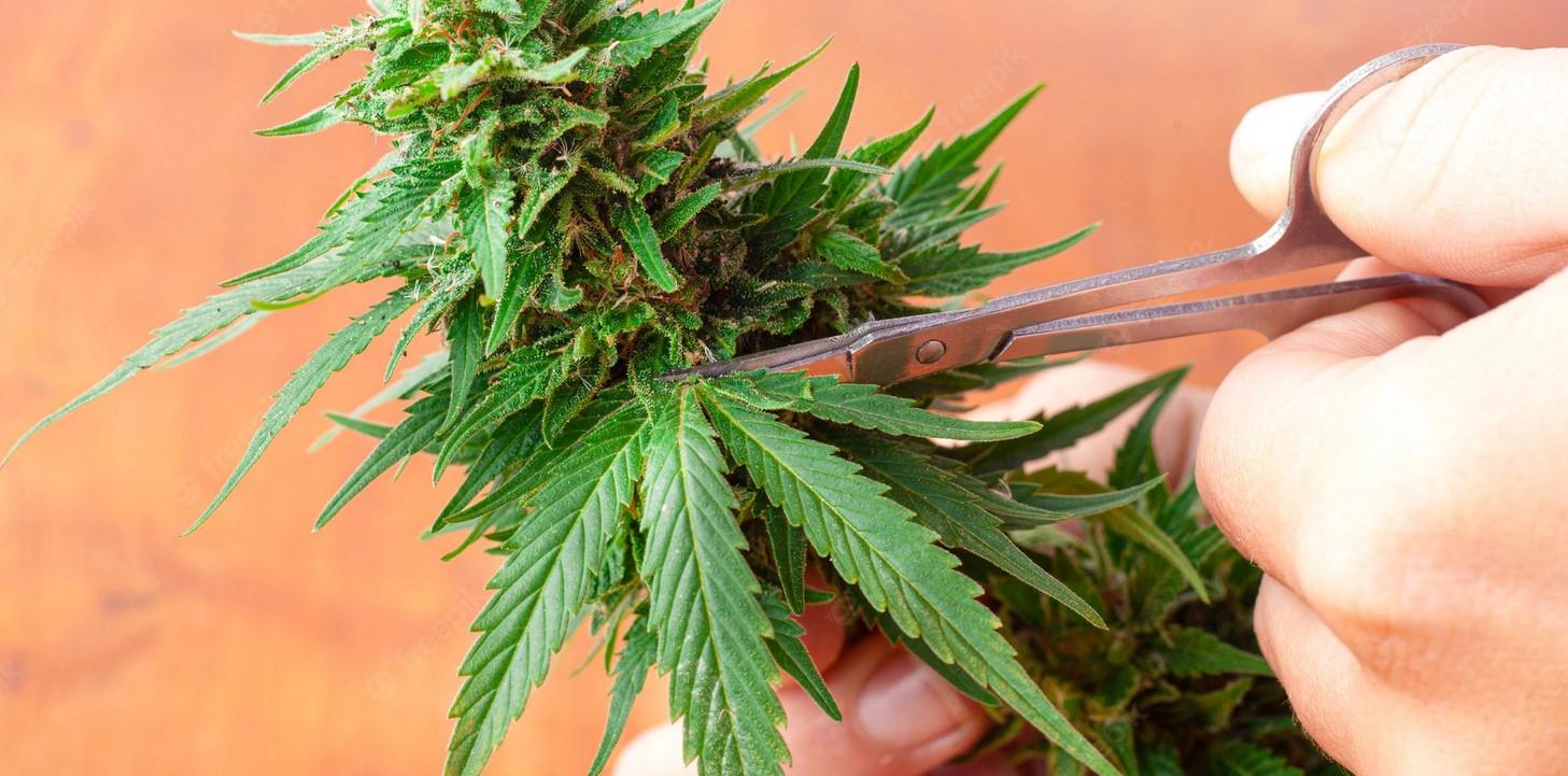 Drying and Curing Marijuana Buds: The Easy Guide
