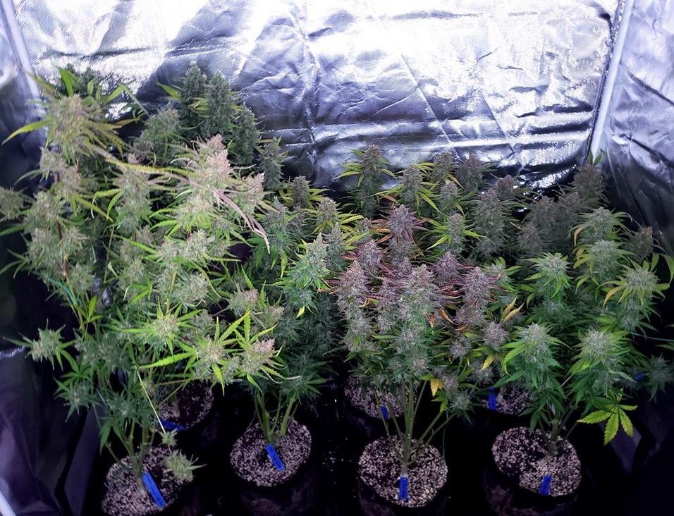 Growing Weed: A Complete Overview of Cannabis Cultivation