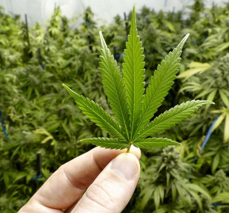 Cannabis Cultivation: 5 Hacks to Increase THC in Your Grow