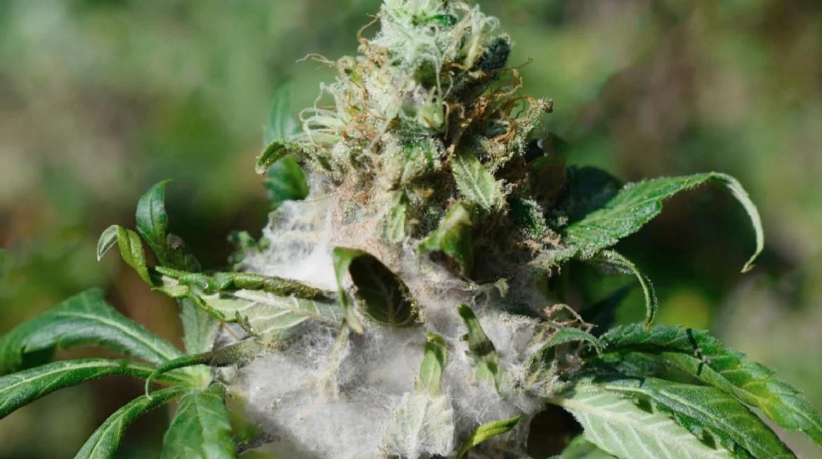 What To Do With Moldy Cannabis: A Safety Guide