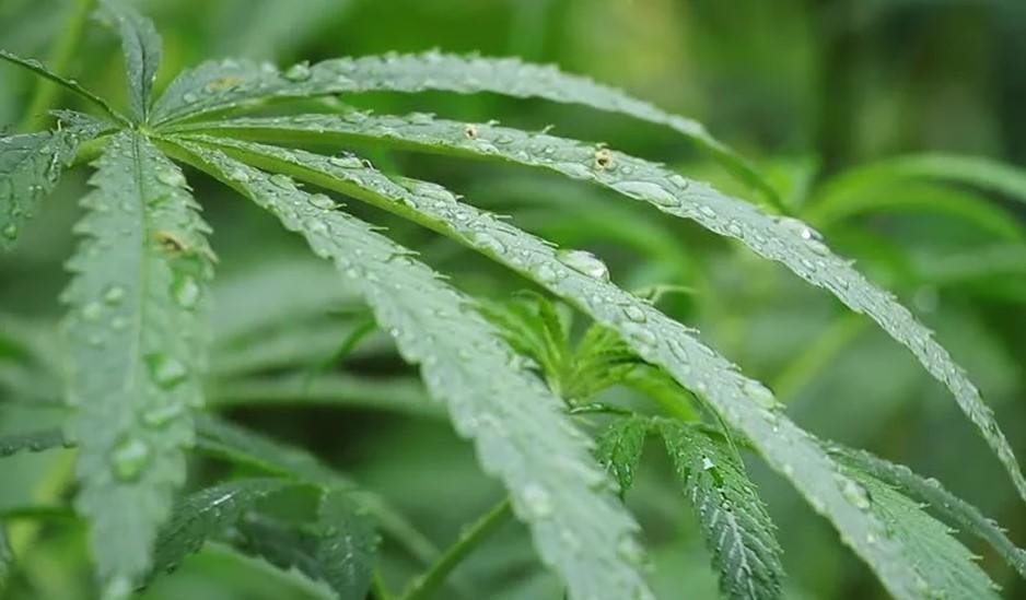 Dissolved Oxygen for Bigger, Healthier Cannabis Plants