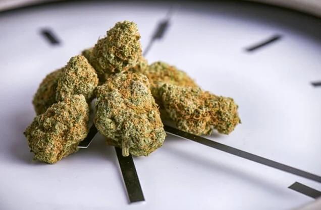 How to Dry Weed Buds: Best Way to Cure and Dry Cannabis