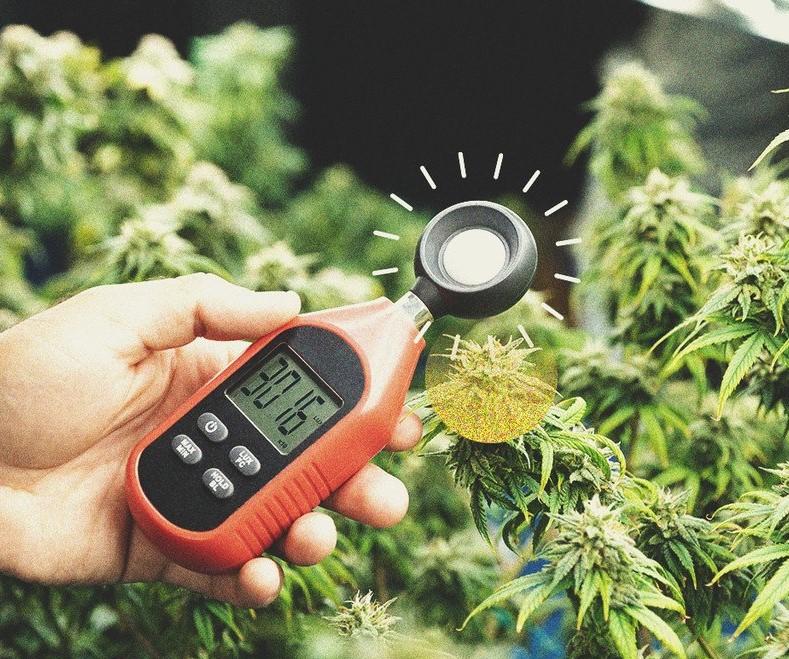 How To Improve Cannabis Yields Using A Lux Meter