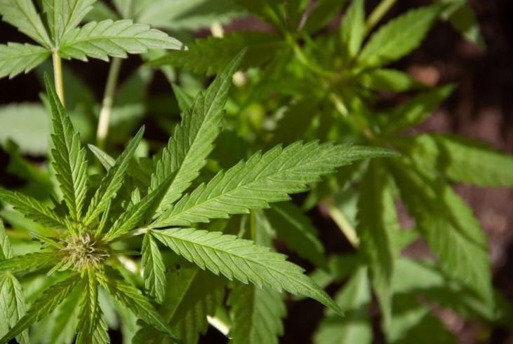 Baking Soda and Weed: Using Baking Soda When Growing