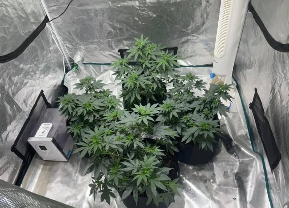 Cannabis Grow Tents: A Complete Beginner Setup Guide