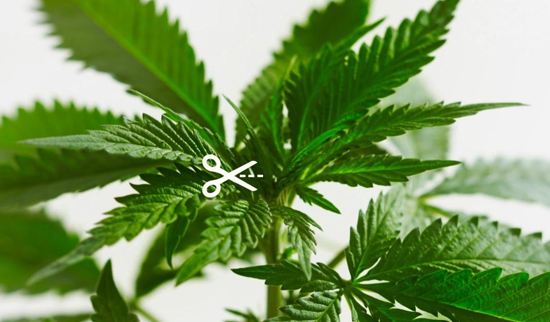 Cannabis Growing Guide: Topping vs Fimming Explained