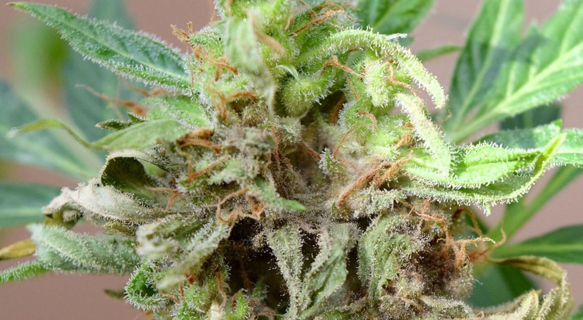 Difference Between Moldy Weed and Trichomes on Cannabis