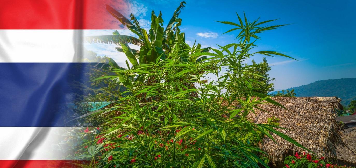 Thai Weed: What Travelers Need to Know in 2026