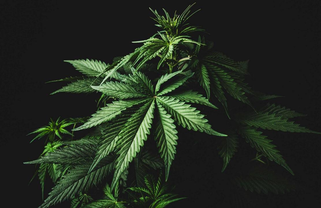 Cannabis and Instagram: A Real Marketing Guide