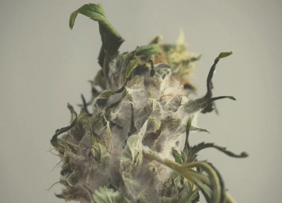 Smoking Moldy Weed: Risks and How to Spot It