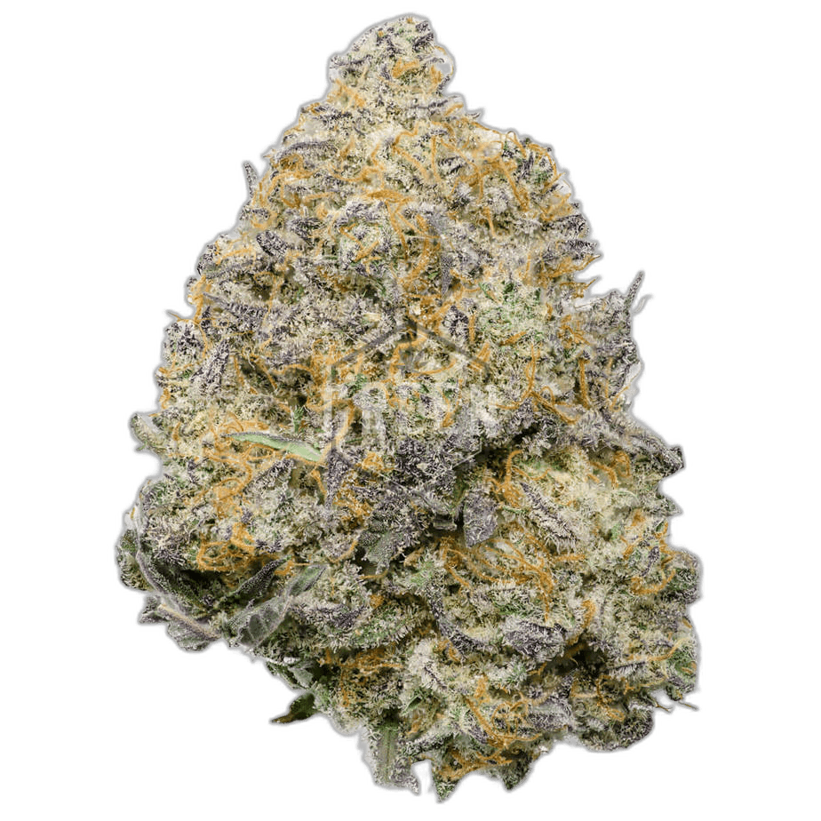 Blue Fuego by Strait A Genetics New