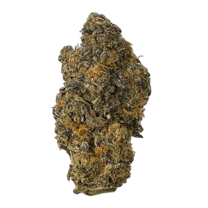 KAMIKAZI BACIO GELATO 1.JPG 451