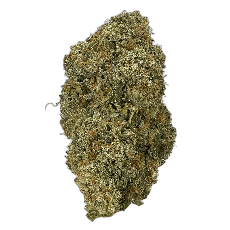 KAMIKAZI PINKK ROCKSTAR 1 .JPG 473