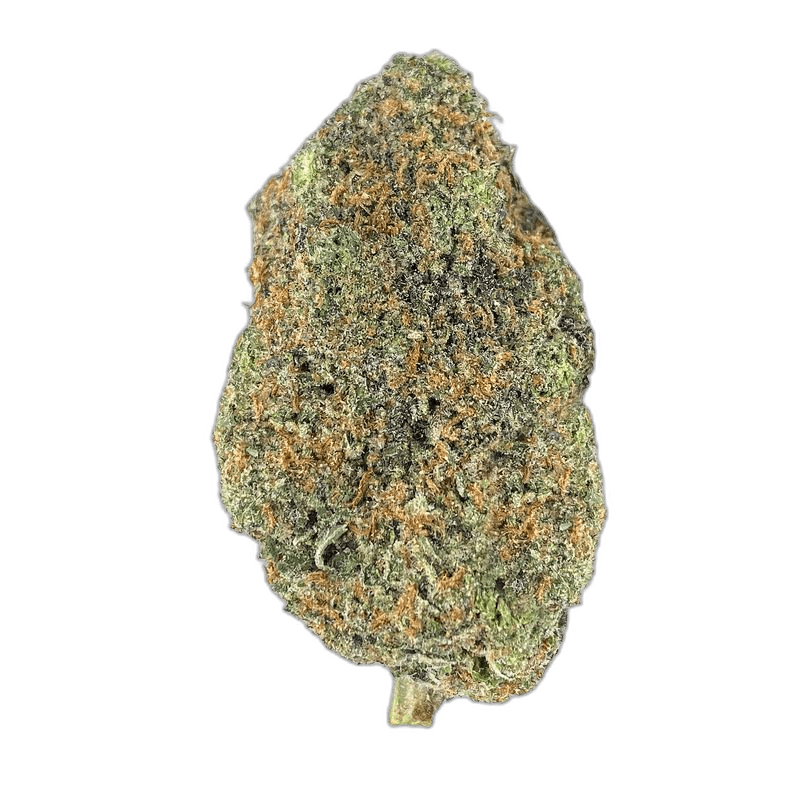 KAMIKAZI PURPLE URKLE 2 COPY.JPG 1259