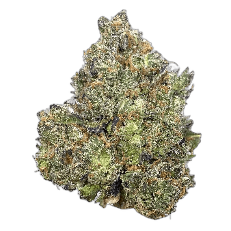 KAMIKAZI WILD ANIMAL COOKIES 2.JPG 1134