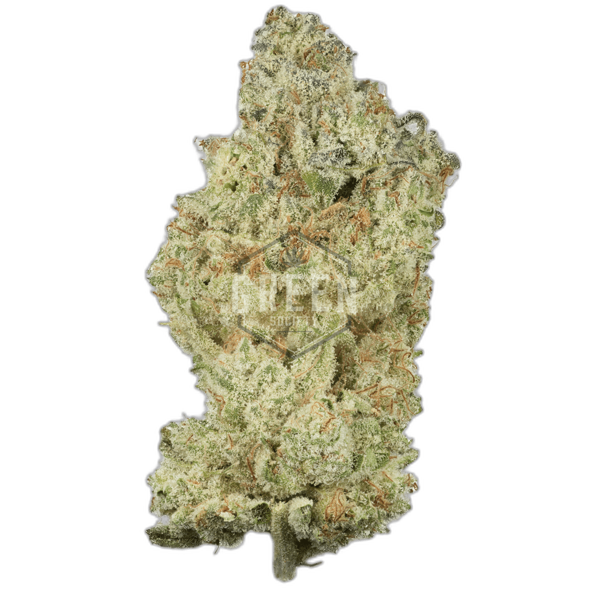 Lemon Meringue by Exotic Genetix New