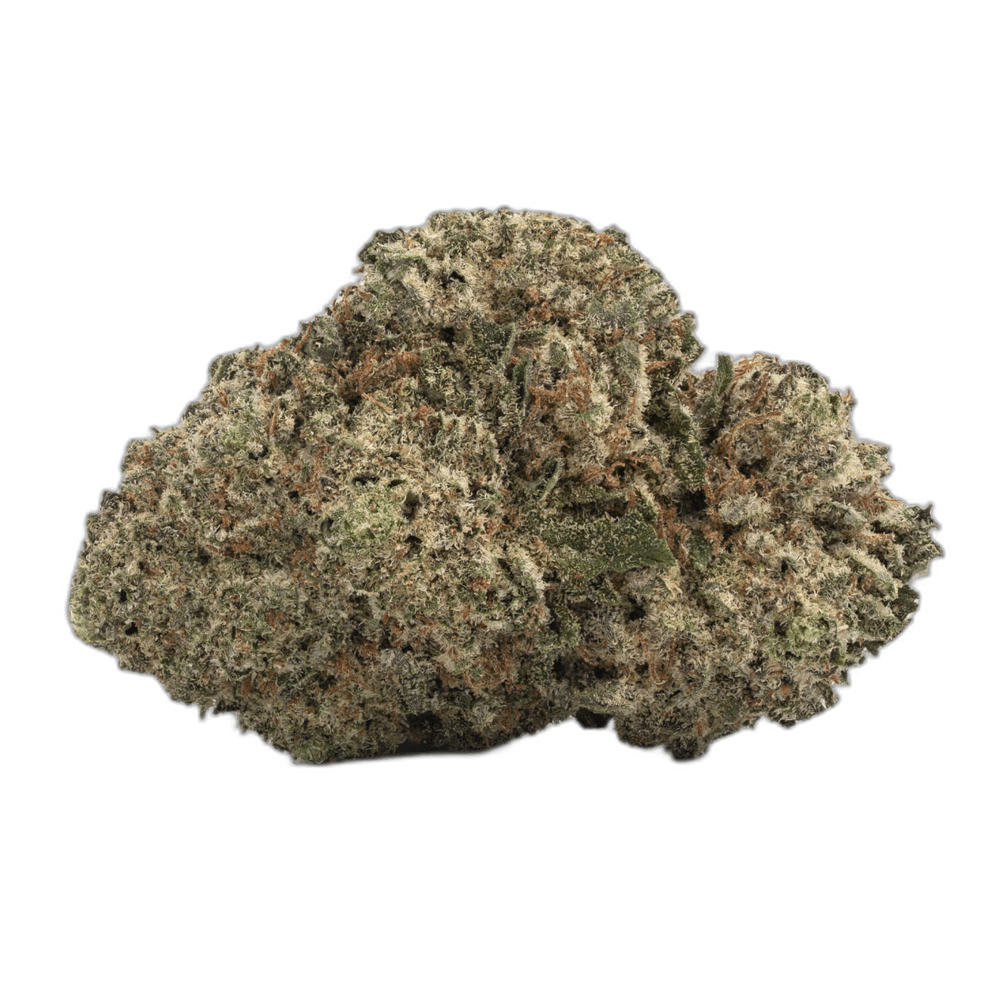 Mimosa