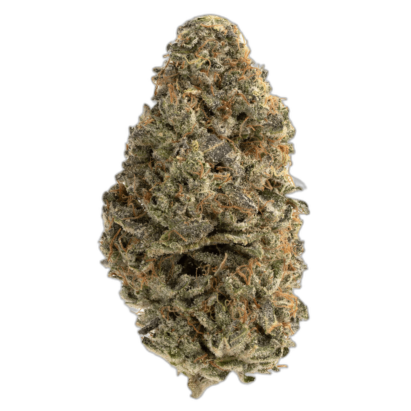 Pink Champagne