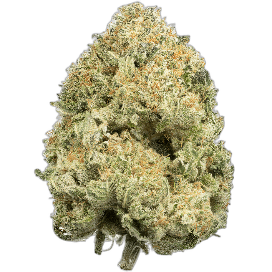 Sensi Star Single